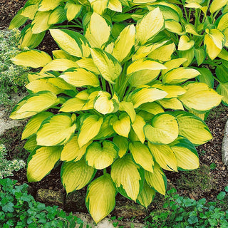 Gold Standard Hosta